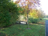 Chestnut avenue