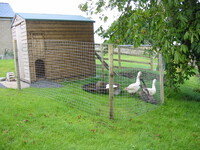 Geese