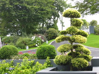 Large plants