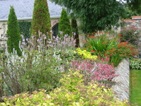Shrub herbaceous