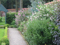 Tall border planting