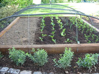 Vegetable bed