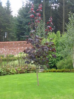 Acer platanoides crimson king