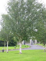 Betula jacqumontii