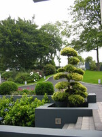 Bonsai trees