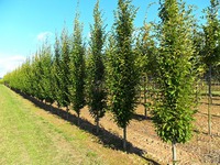 Carpinus betulus