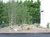 Multi stem birch