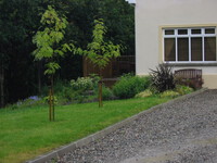 Sorbus accuparia