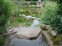 Pond planting