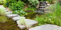 Water plants 2